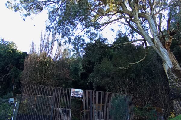 Jornada de limpieza Cerro Ñielol- Sector Piscina