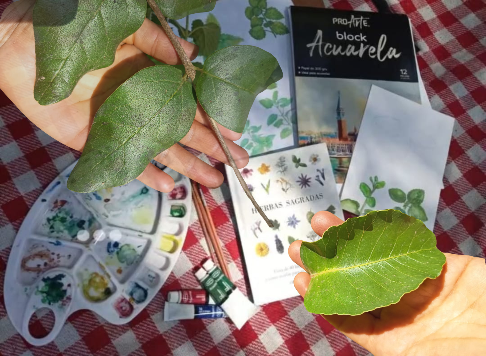 «Ilustración y acuarela para conocer el bosque esclerófilo» en Parque Natural Gómez Carreño