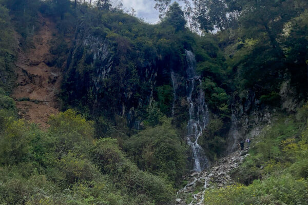 «Raíces del Manquimávida» Reconociendo la Flora de Nuestros Cerros