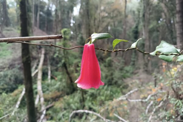 Taller Patrimonio Natural Bosque Nativo