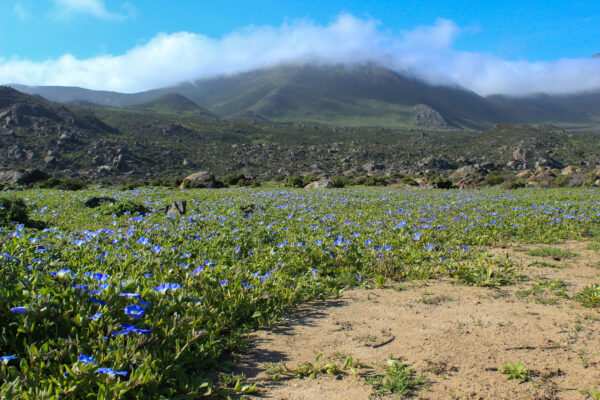 Memoria y Paisaje de la Cordillera de la Costa de La Higuera