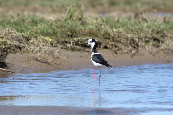Reconozcamos las especies del Humedal de Pichicuy